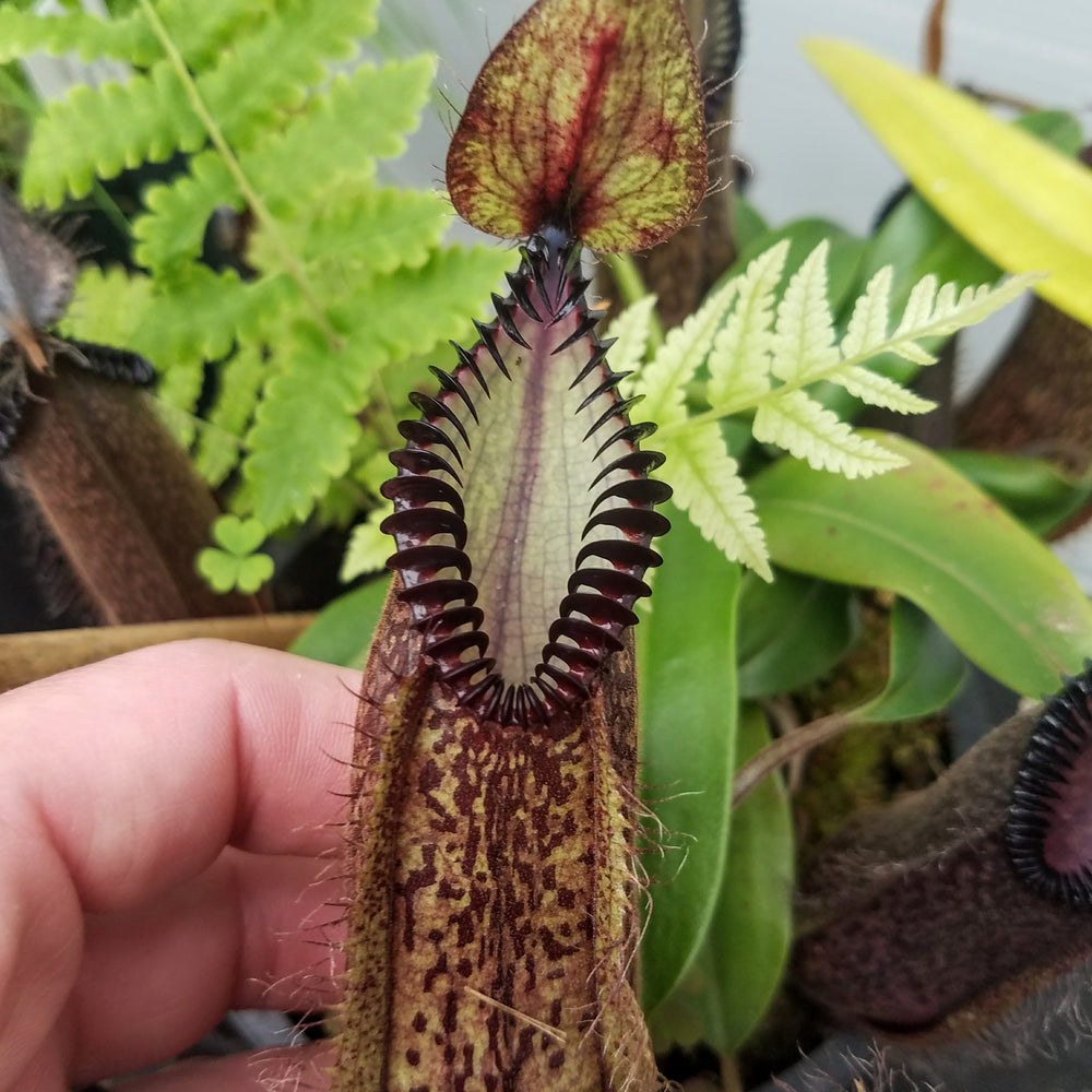Nepenthes hamata, BE-3380