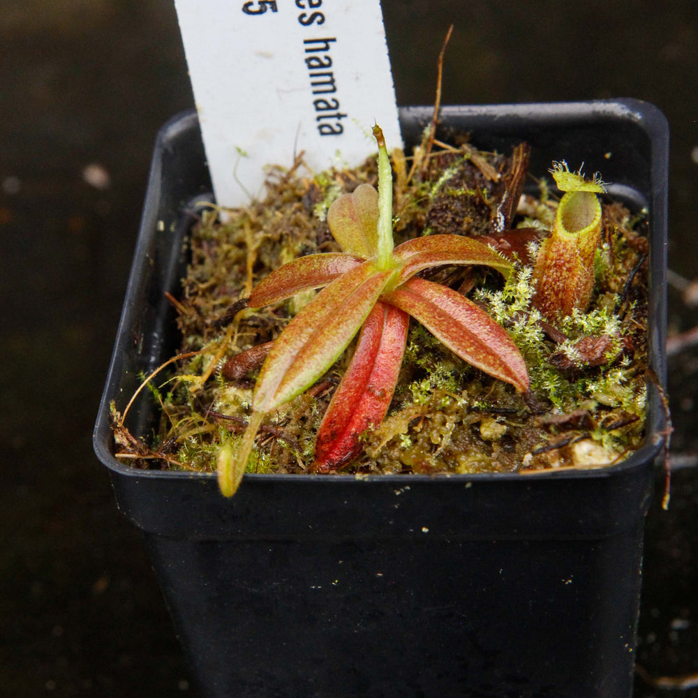 
                      
                        Nepenthes hamata, Tambusisi, BE-3975
                      
                    