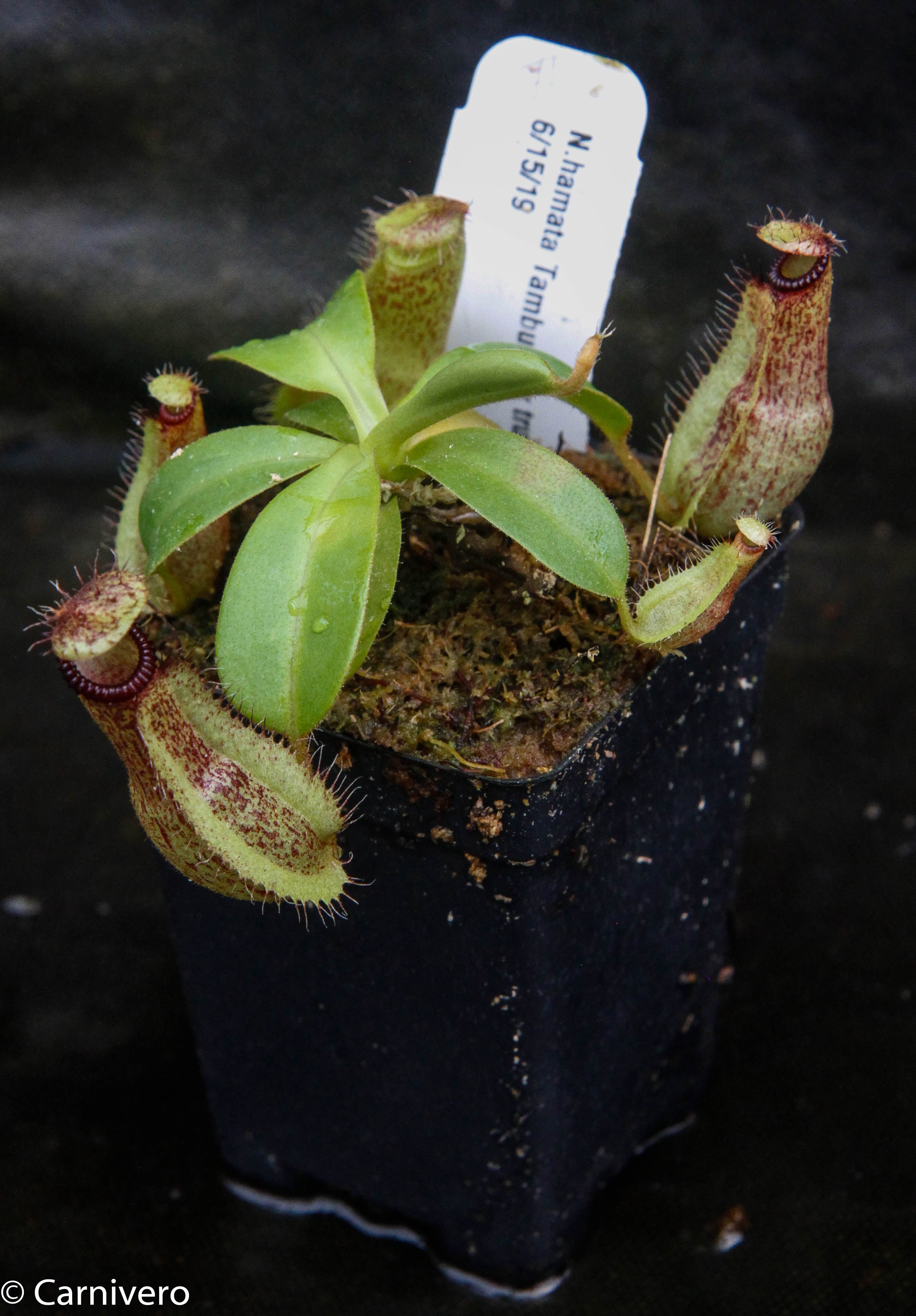 Nepenthes hamata Tambusisi x truncata (c), CAR-0120 – Carnivero