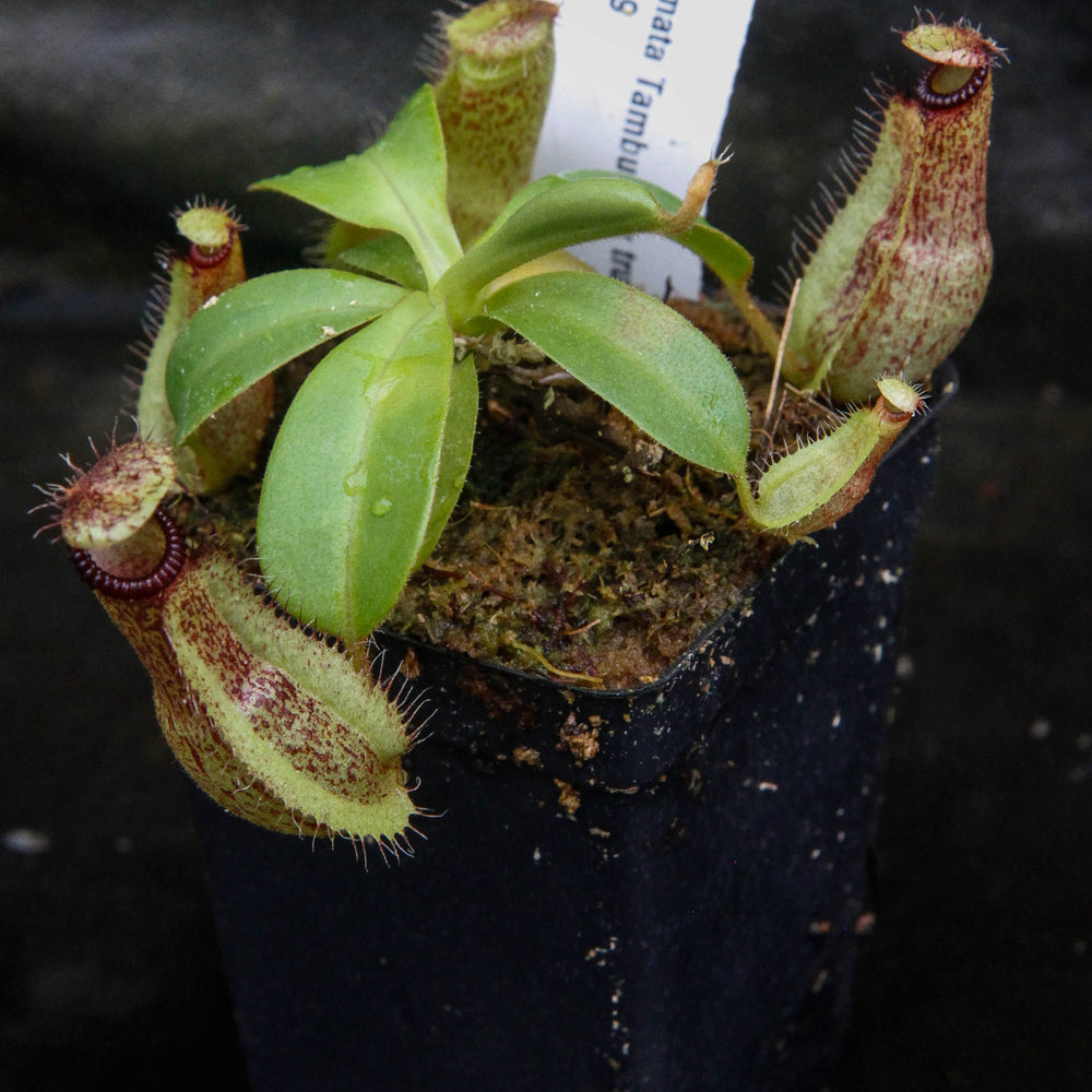 
                      
                        Nepenthes hamata Tambusisi x truncata (c), CAR-0120
                      
                    
