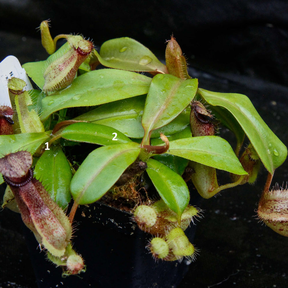 
                      
                        Nepenthes hamata Tambusisi x truncata (c), CAR-0120
                      
                    