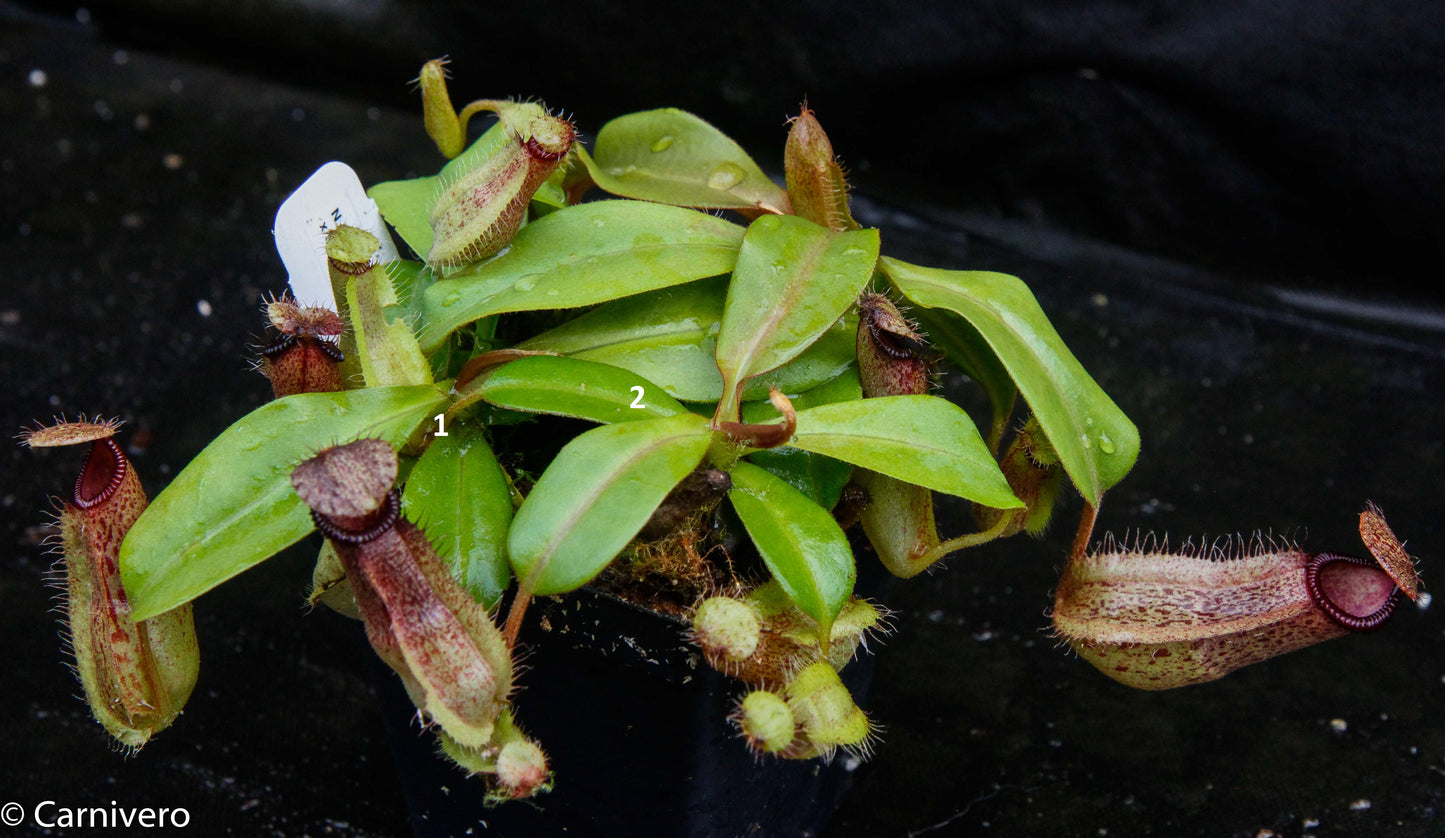 Nepenthes hamata Tambusisi x truncata (c), CAR-0120