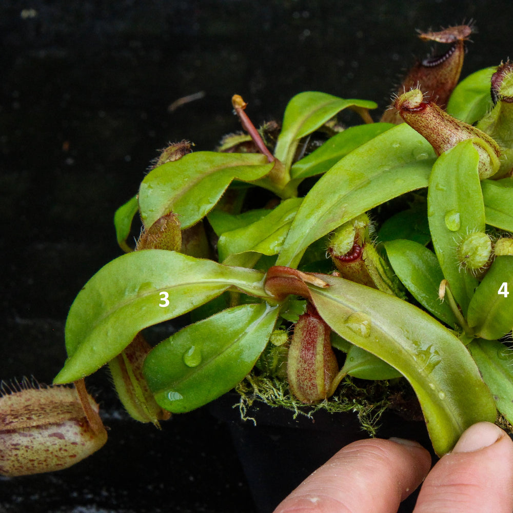 
                      
                        Nepenthes hamata Tambusisi x truncata (c), CAR-0120
                      
                    