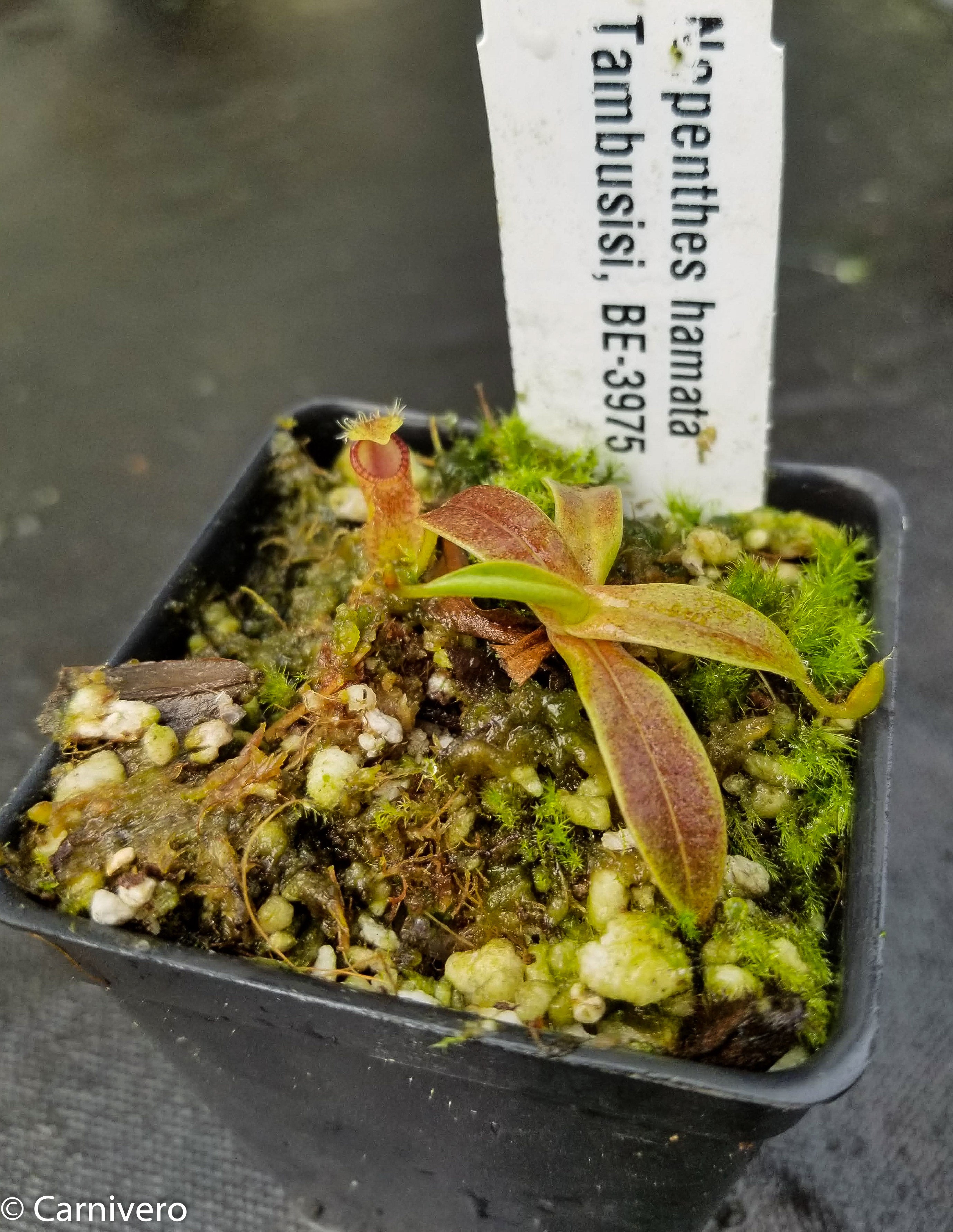 Nepenthes hamata, Tambusisi, BE-3975 – Carnivero