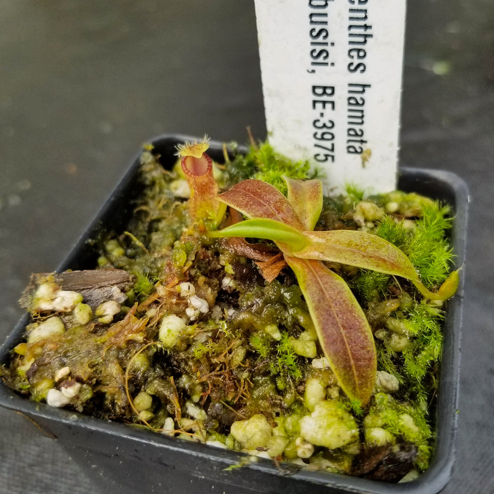 
                      
                        Nepenthes hamata, Tambusisi, BE-3975
                      
                    