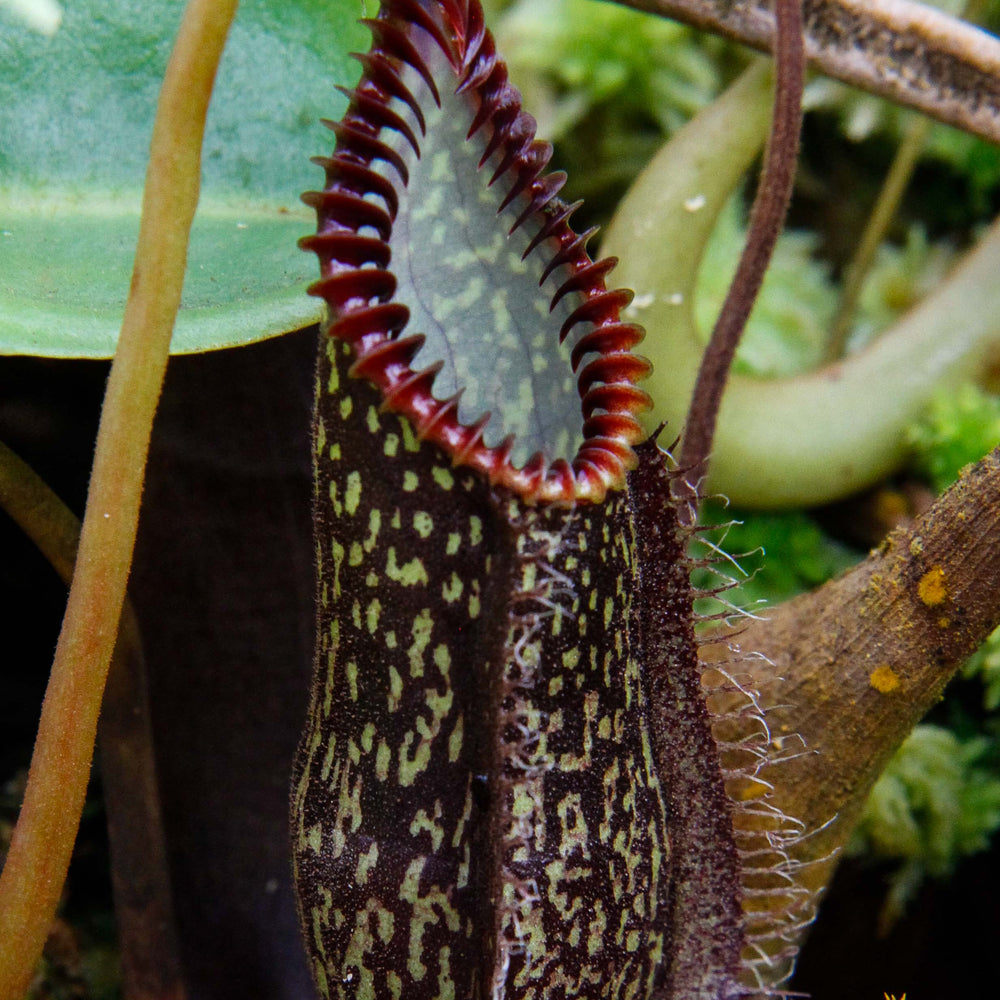 Nepenthes hamata, Tambusisi, BE-3975