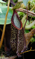 Nepenthes hamata, Tambusisi, BE-3975