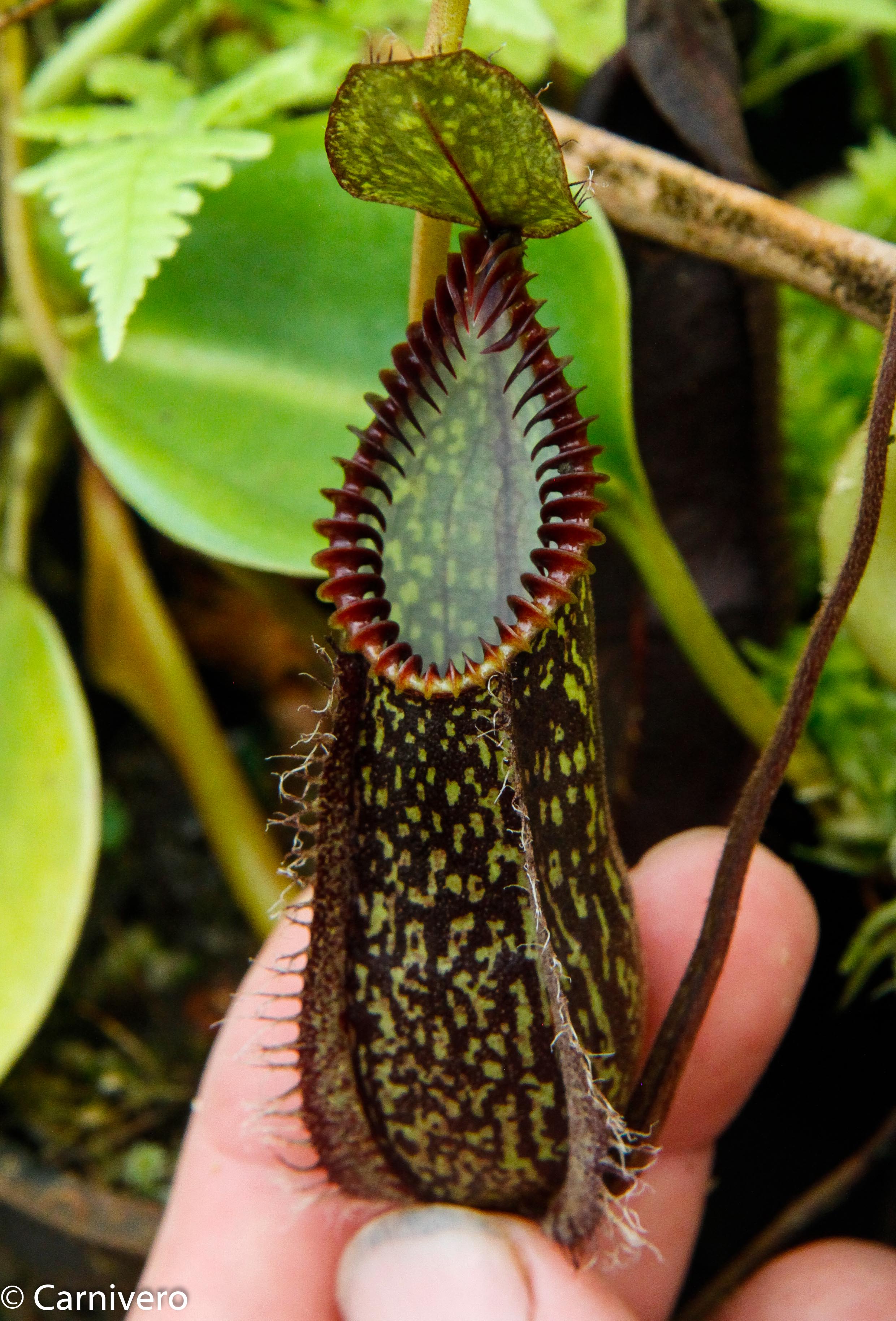 Nepenthes hamata BE 食虫植物 ネペンテス