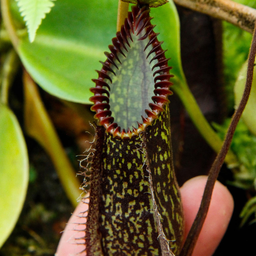 Nepenthes hamata, Tambusisi, BE-3975