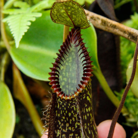 Nepenthes hamata Tambusisi BE-3975 pitcher plant with a speckled pitcher and a red toothed rim.