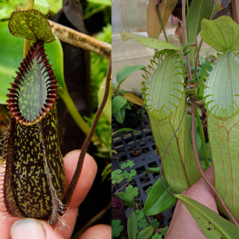 Collage of Nepenthes hamata from Tambusisi x Lumut showing a dark maroon pitcher with a fringed rim and pale green leaves with red veins.