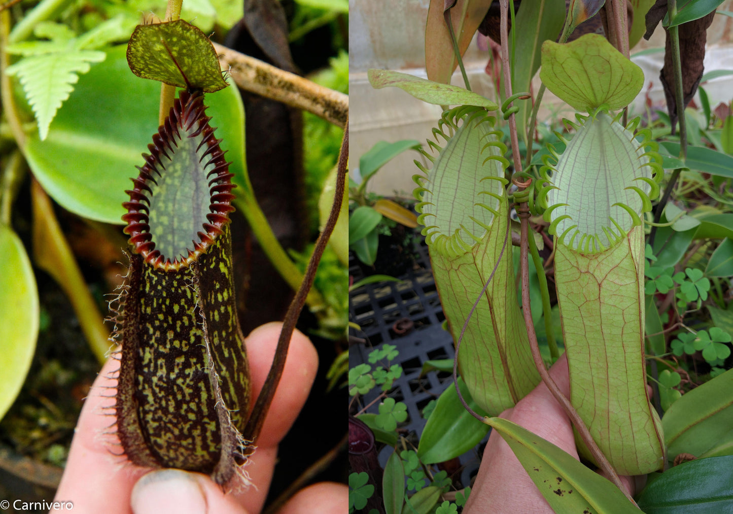 Nepenthes hamata (Tambusisi x Lumut), BE-4044, pitcher plant, carnivorous plant, collectors plant, large pitchers, rare plants 