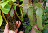 Nepenthes hamata (Tambusisi x Lumut), CAR-0136