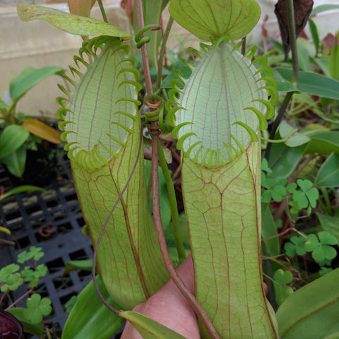 Nepenthes hamata Gunung Lumut Wistuba with two large pale green pitchers and a bright green curled peristome