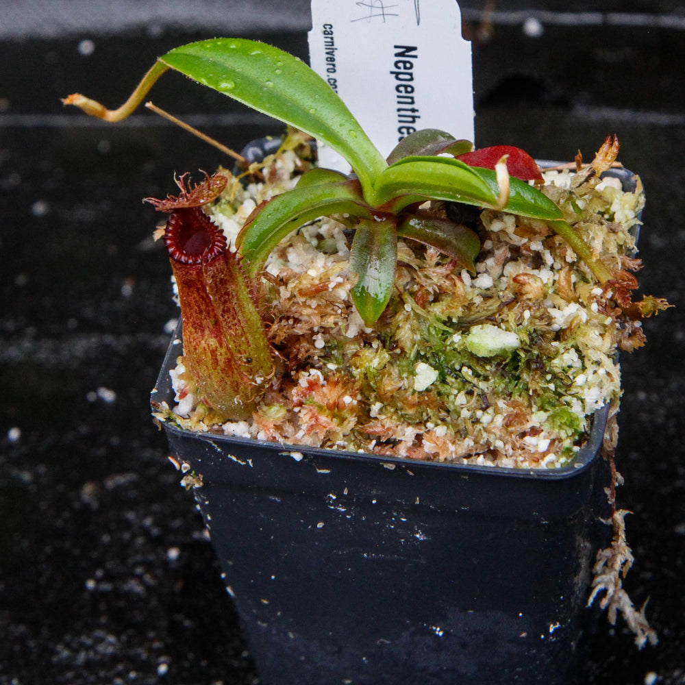 
                      
                        Nepenthes hamata x edwardsiana - Exact Plant 03/01/24
                      
                    