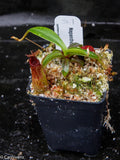 Nepenthes hamata x edwardsiana