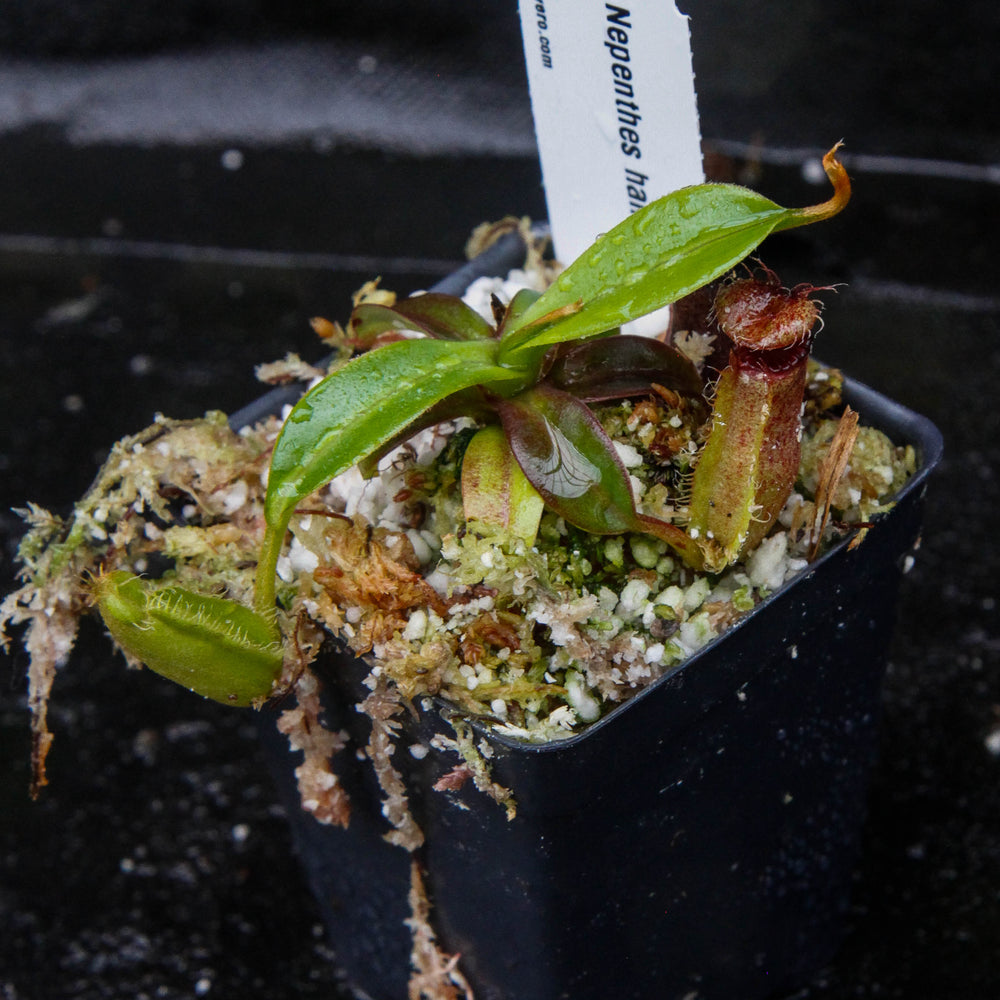 
                      
                        Nepenthes hamata x edwardsiana - Exact Plant 03/01/24
                      
                    