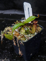 Nepenthes hamata x edwardsiana