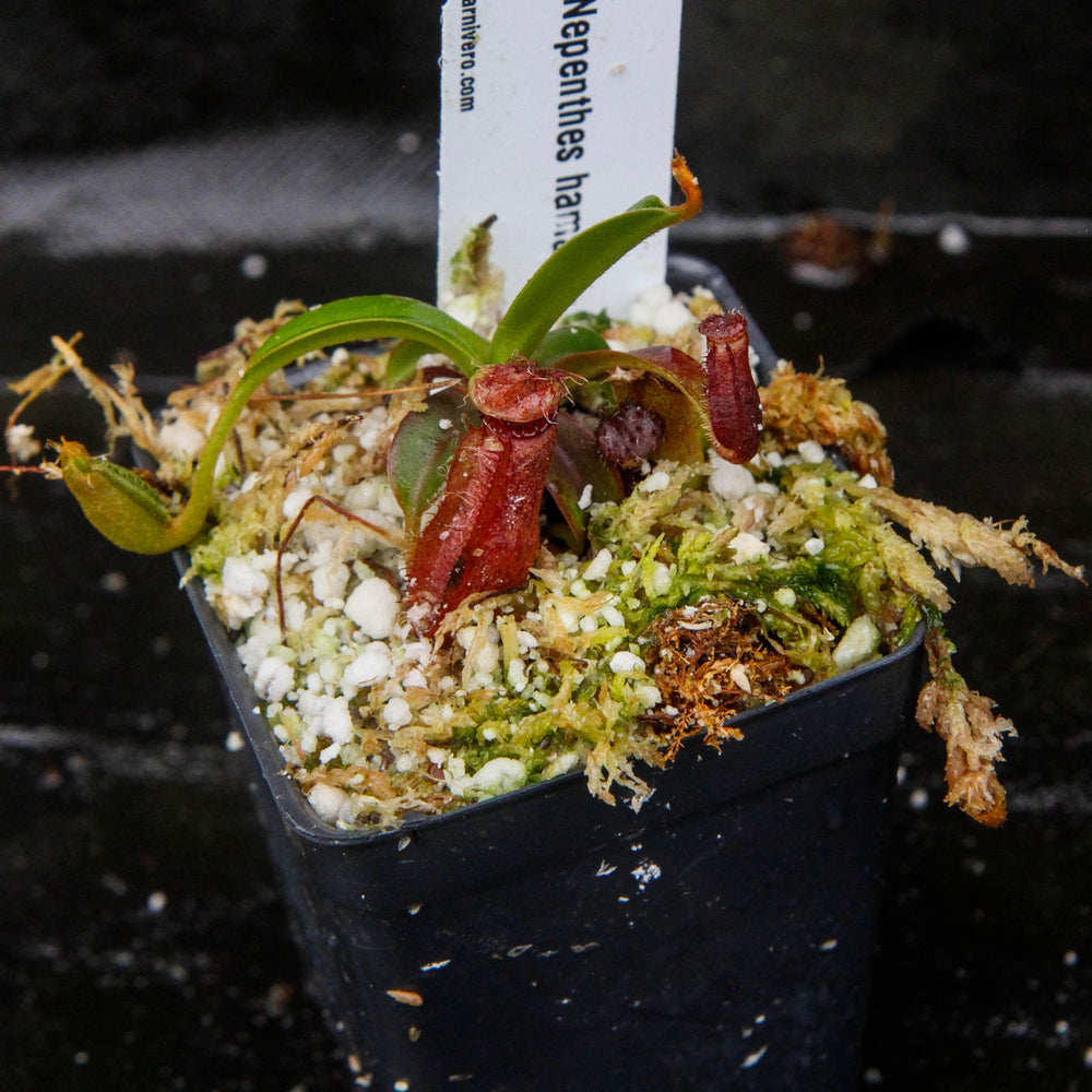 
                      
                        Nepenthes hamata x edwardsiana - Exact Plant 03/01/24
                      
                    