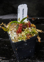 Nepenthes hamata x edwardsiana