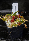 Nepenthes hamata x edwardsiana
