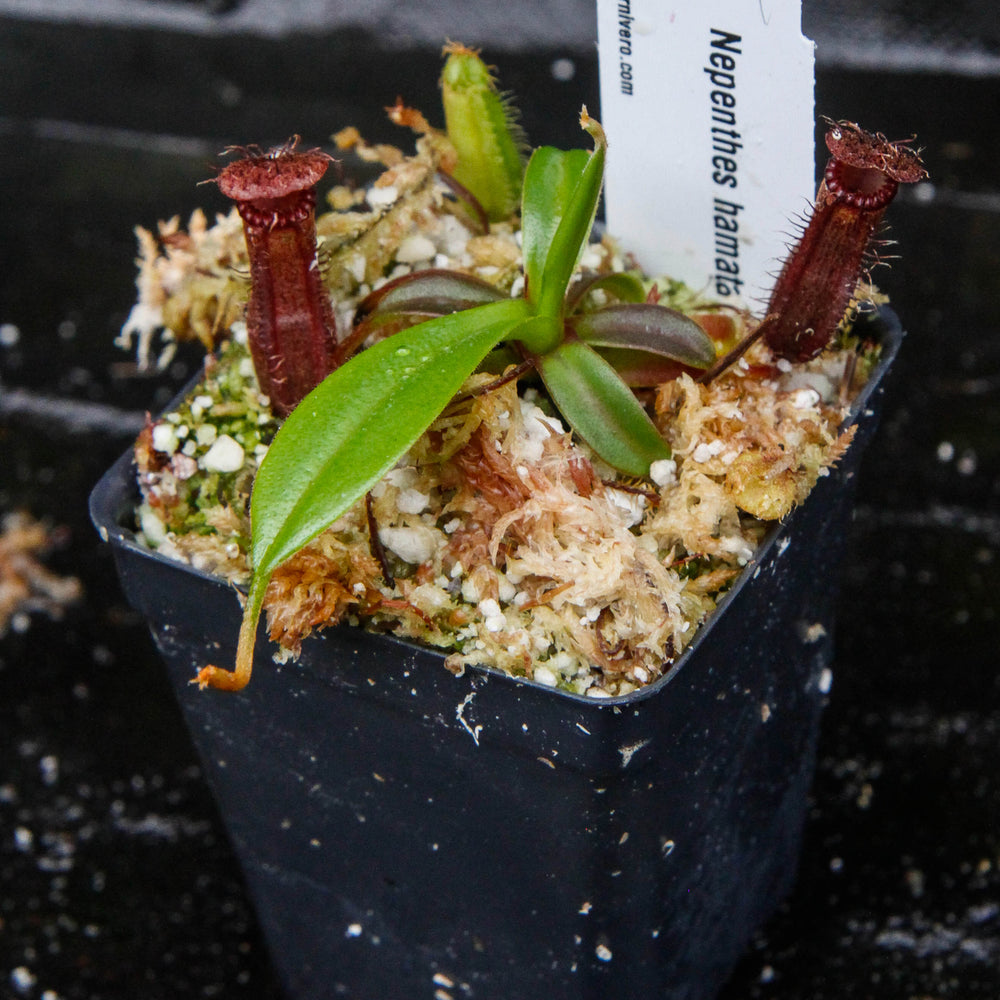 
                      
                        Nepenthes hamata x edwardsiana - Exact Plant 03/01/24
                      
                    