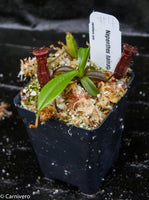 Nepenthes hamata x edwardsiana