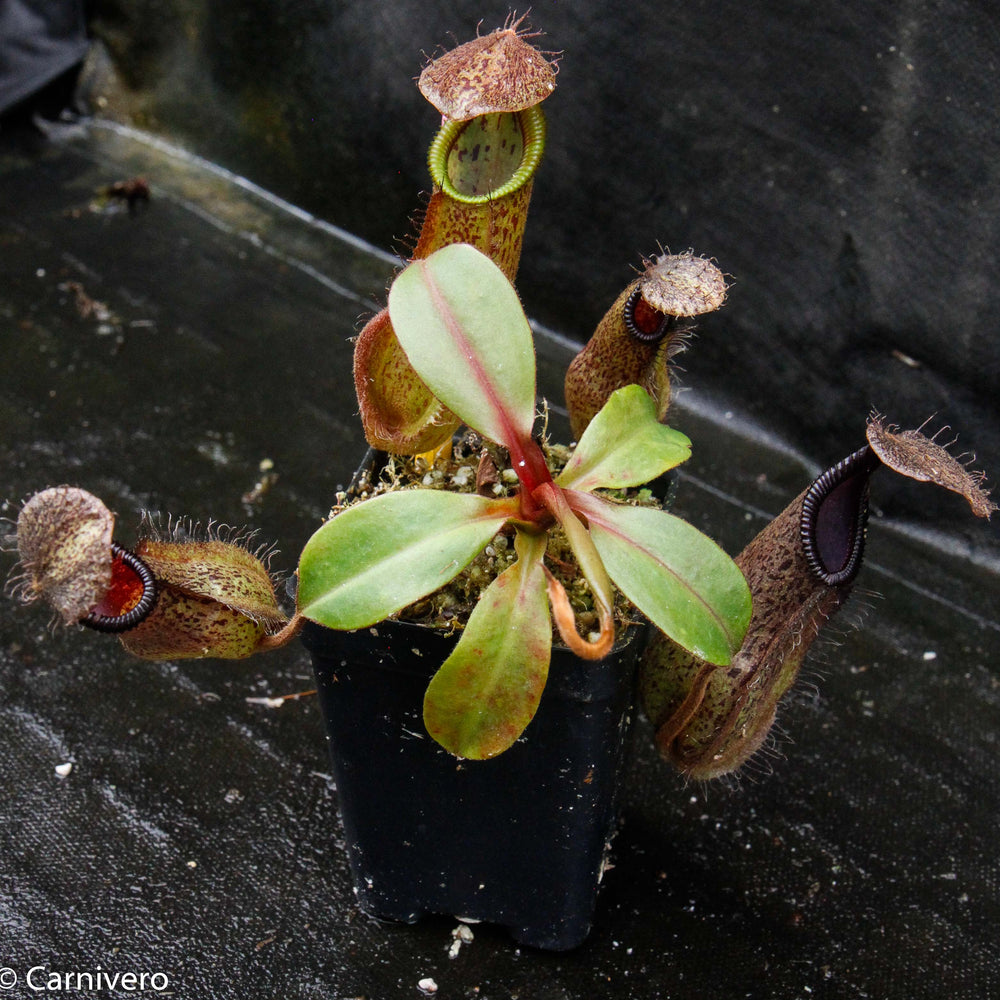 
                      
                        Nepenthes hamata Tambusisi x truncata "Tyrant", CAR-0118
                      
                    