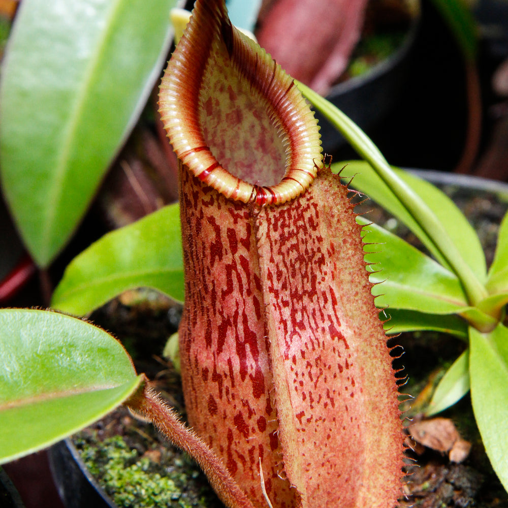 
                      
                        Nepenthes hamata x veitchii
                      
                    