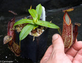 Nepenthes hamata, BE-3380