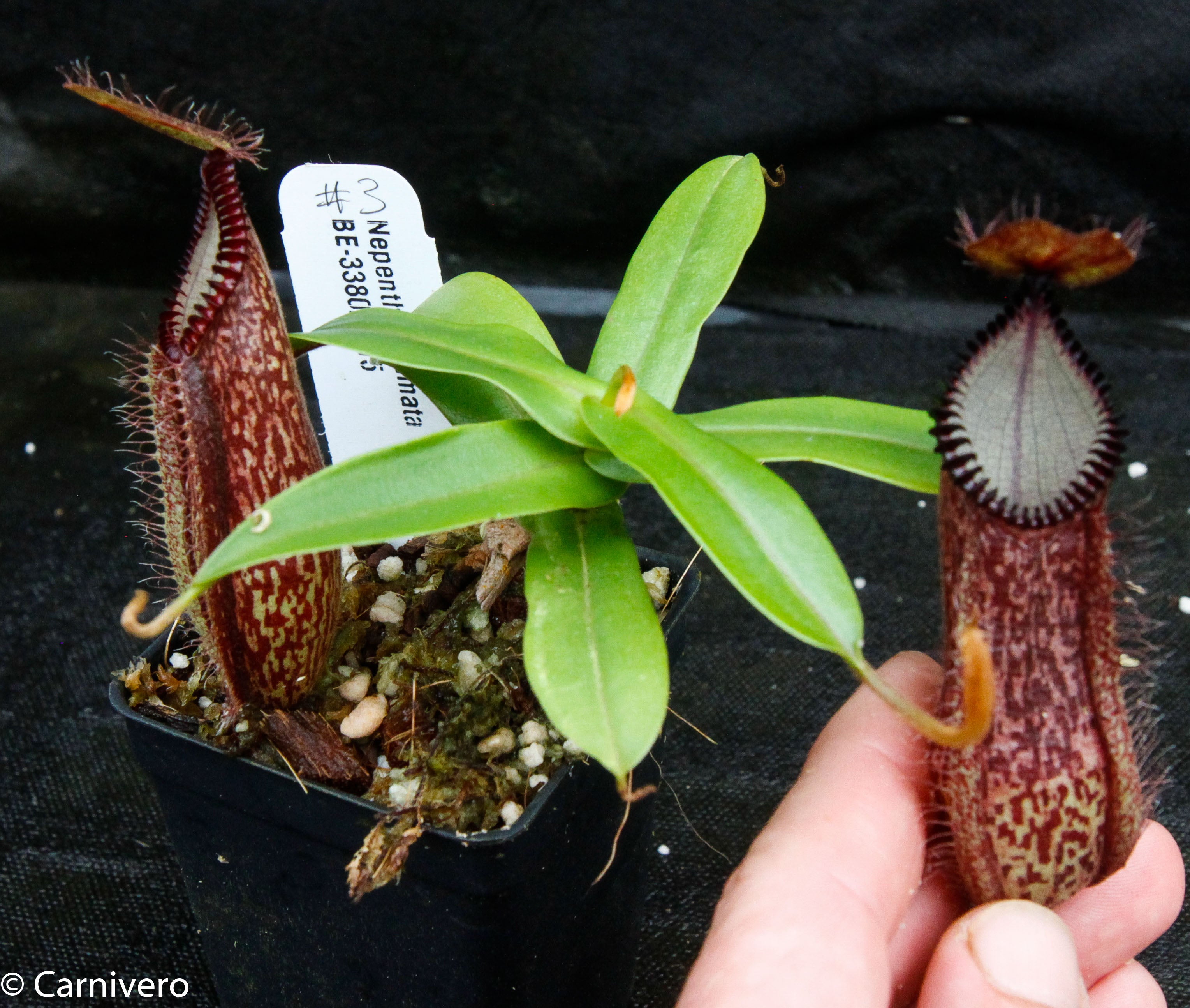 Nepenthes hamata, BE-3380 – Carnivero