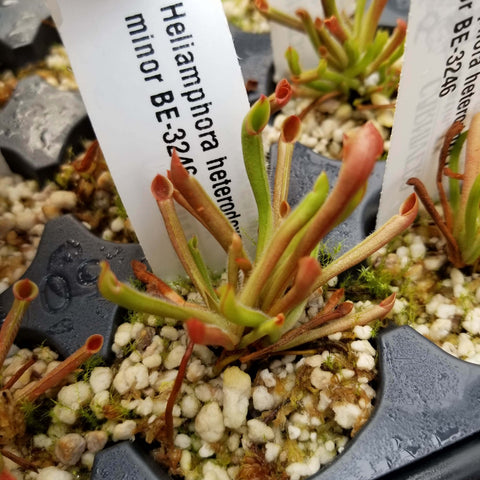 Heliamphora heterodoxa x minor pitcher plant with slender green red tubular traps in a mossy pot