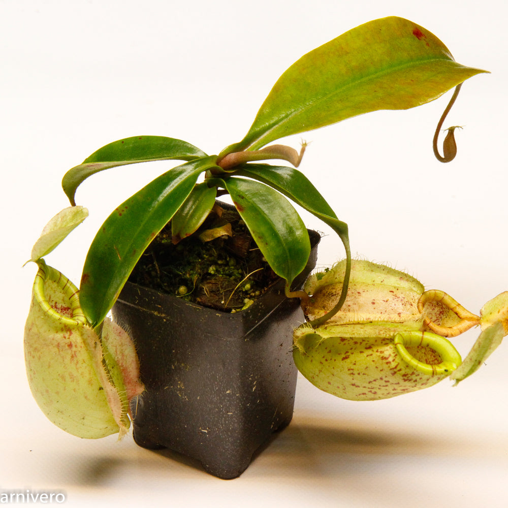 Nepenthes hookeriana - Carnivorous Pitcher Plant