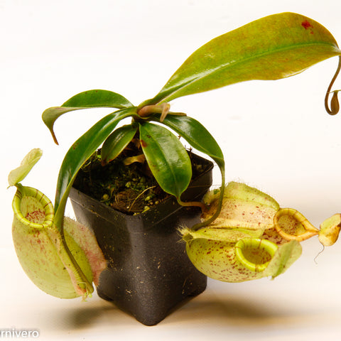 Nepenthes hookeriana BE-3737 young pitcher plant in a black pot with two hanging green pitchers and broad glossy leaves