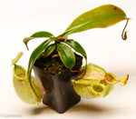 Nepenthes hookeriana BE-3737