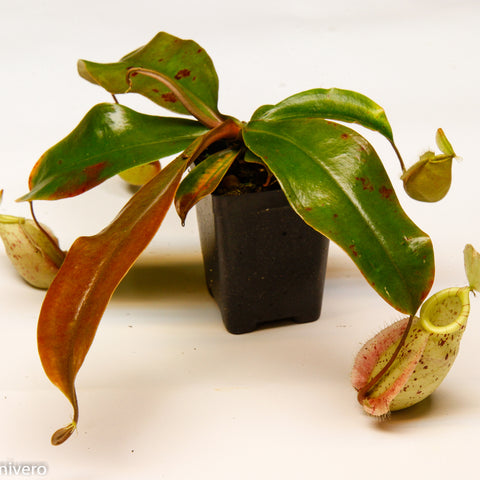 Nepenthes hookeriana carnivorous pitcher plant with large glossy leaves and a hanging pitcher on the side.
