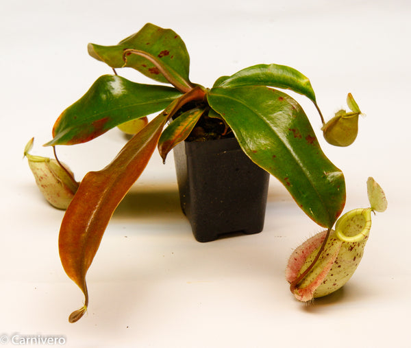 Nepenthes hookeriana - Carnivorous Pitcher Plant