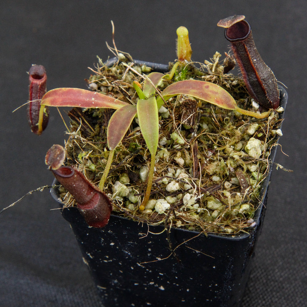 
                      
                        Nepenthes izumiae, pitcher plant, carnivorous plant, collectors plant, large pitchers, rare plants
                      
                    