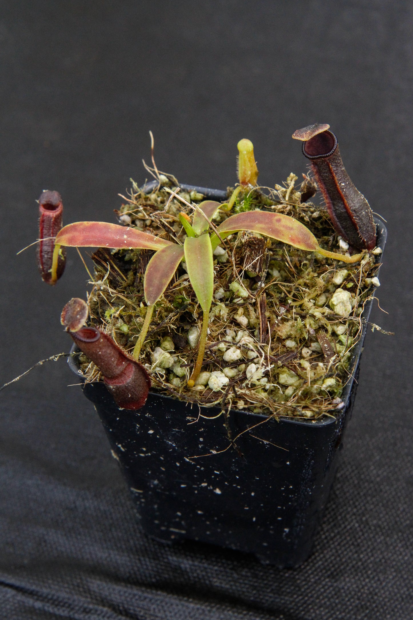 Nepenthes izumiae, pitcher plant, carnivorous plant, collectors plant, large pitchers, rare plants
