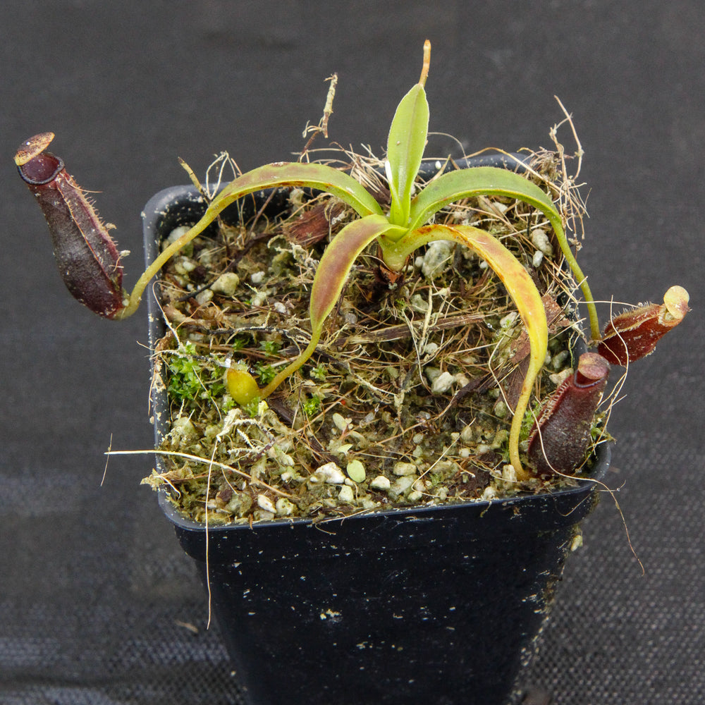 
                      
                        Nepenthes izumiae, pitcher plant, carnivorous plant, collectors plant, large pitchers, rare plants
                      
                    