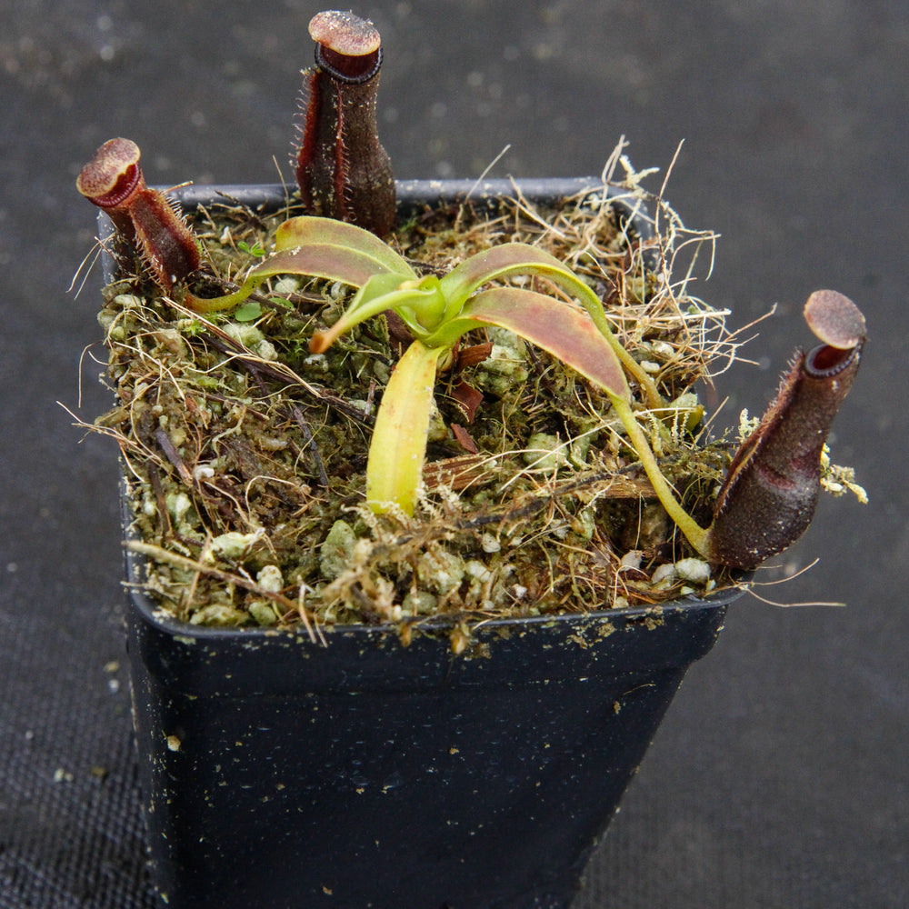 
                      
                        Nepenthes izumiae, pitcher plant, carnivorous plant, collectors plant, large pitchers, rare plants
                      
                    