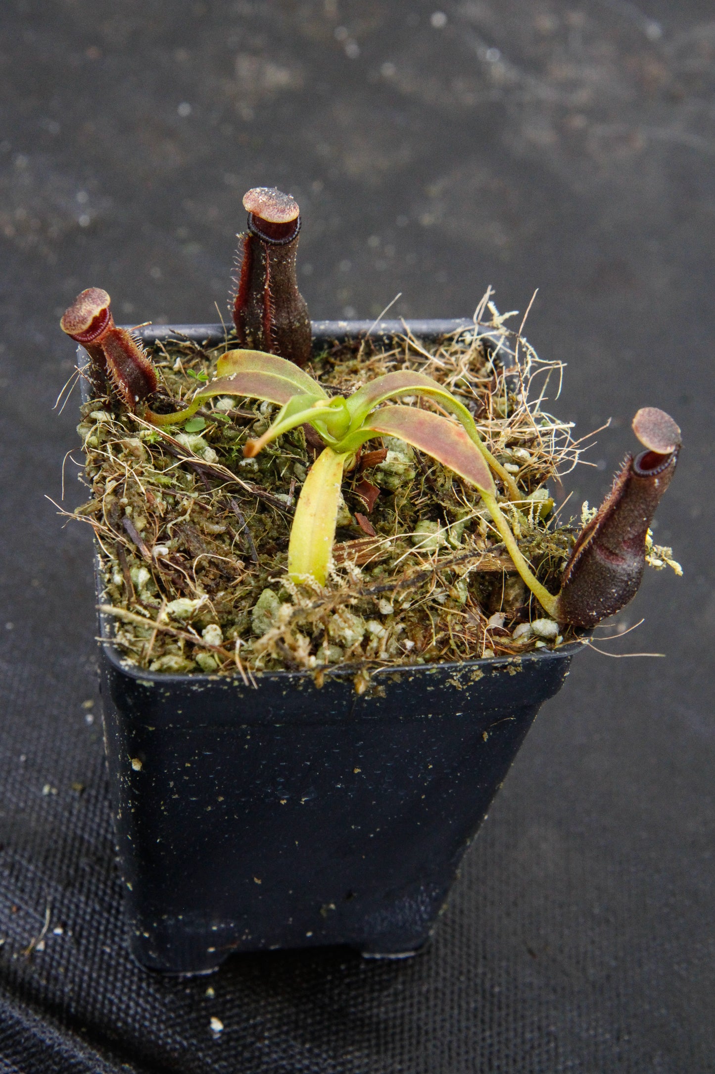 Nepenthes izumiae, pitcher plant, carnivorous plant, collectors plant, large pitchers, rare plants