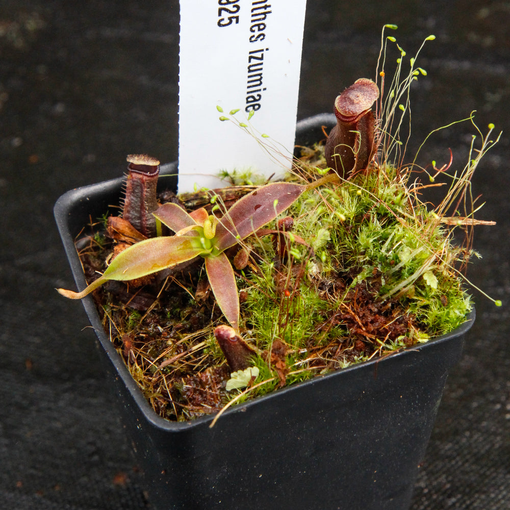 
                      
                        Nepenthes izumiae, pitcher plant, carnivorous plant, collectors plant, large pitchers, rare plants
                      
                    