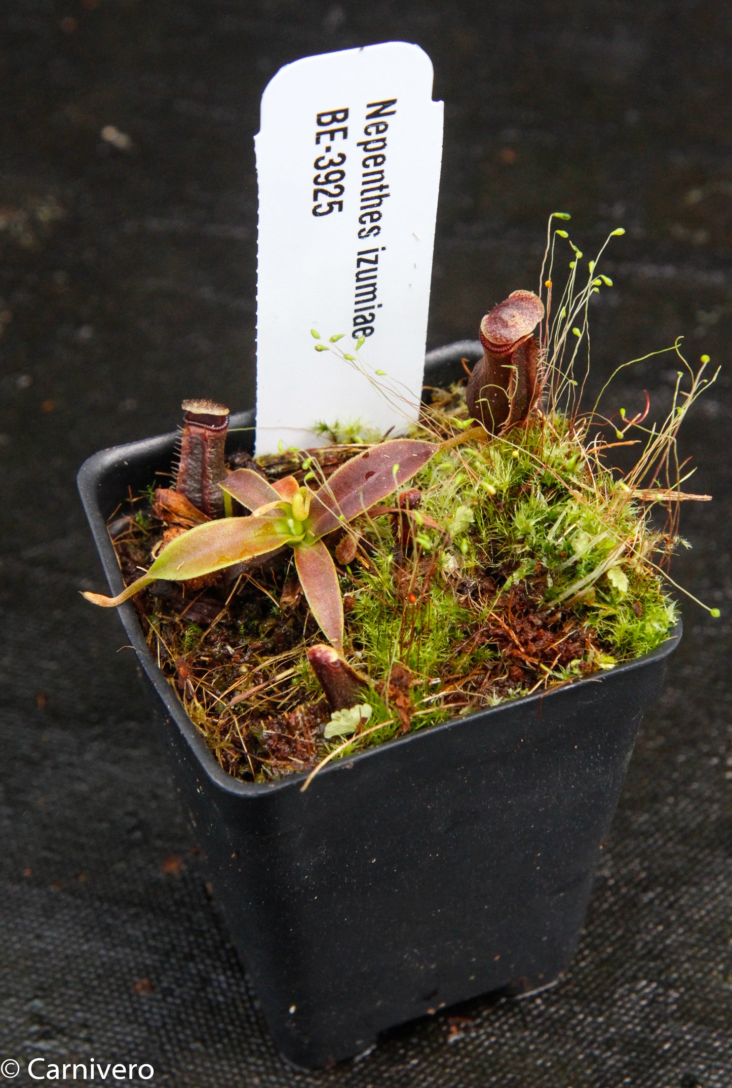 Nepenthes izumiae, pitcher plant, carnivorous plant, collectors plant, large pitchers, rare plants