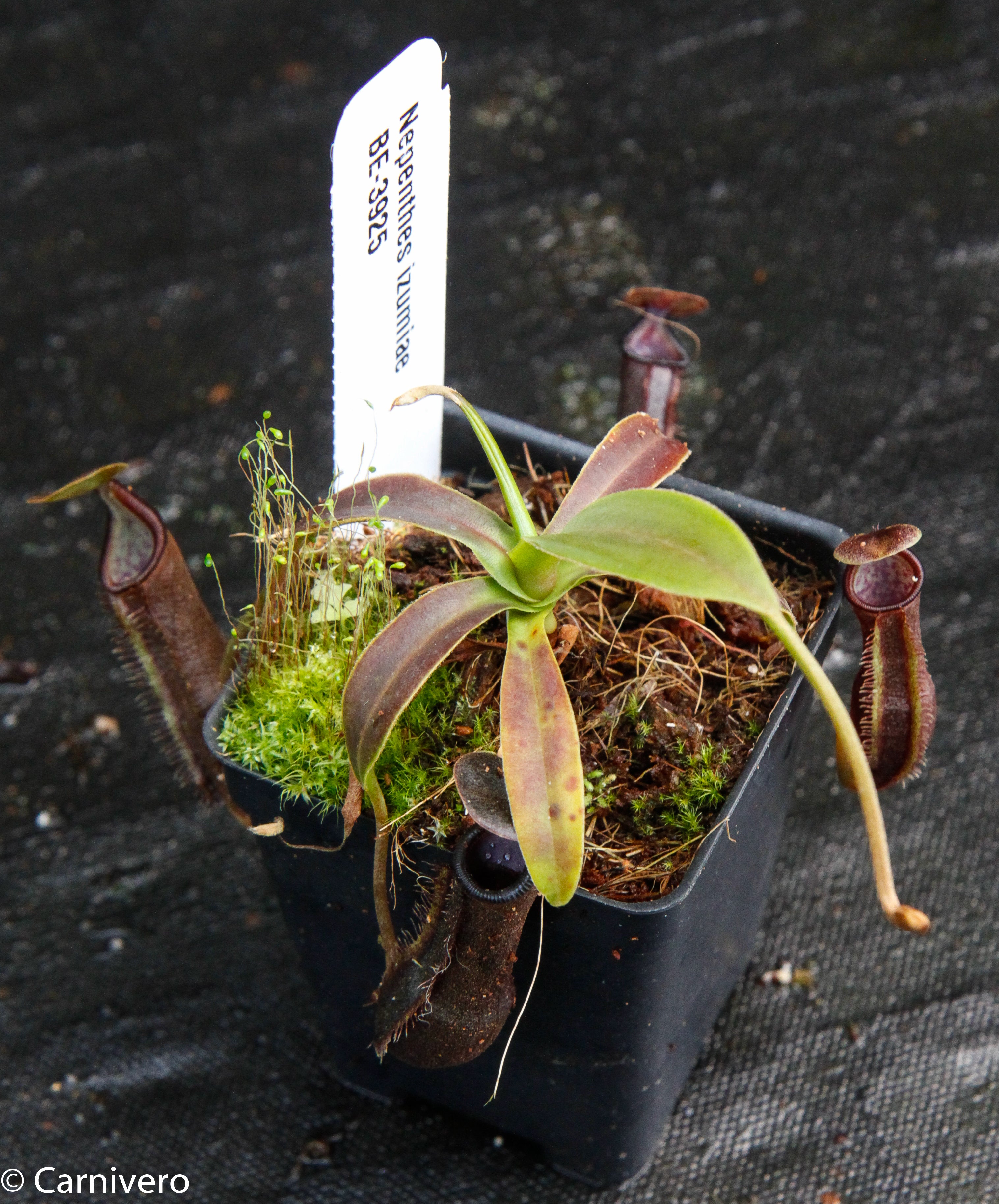 Nepenthes izumiae, BE-3925 – Carnivero