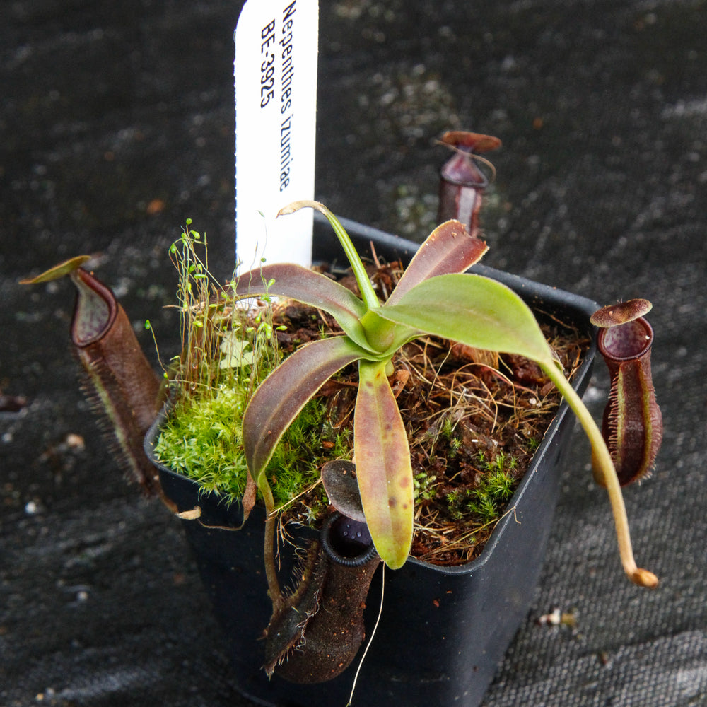 
                      
                        Nepenthes izumiae, pitcher plant, carnivorous plant, collectors plant, large pitchers, rare plants
                      
                    