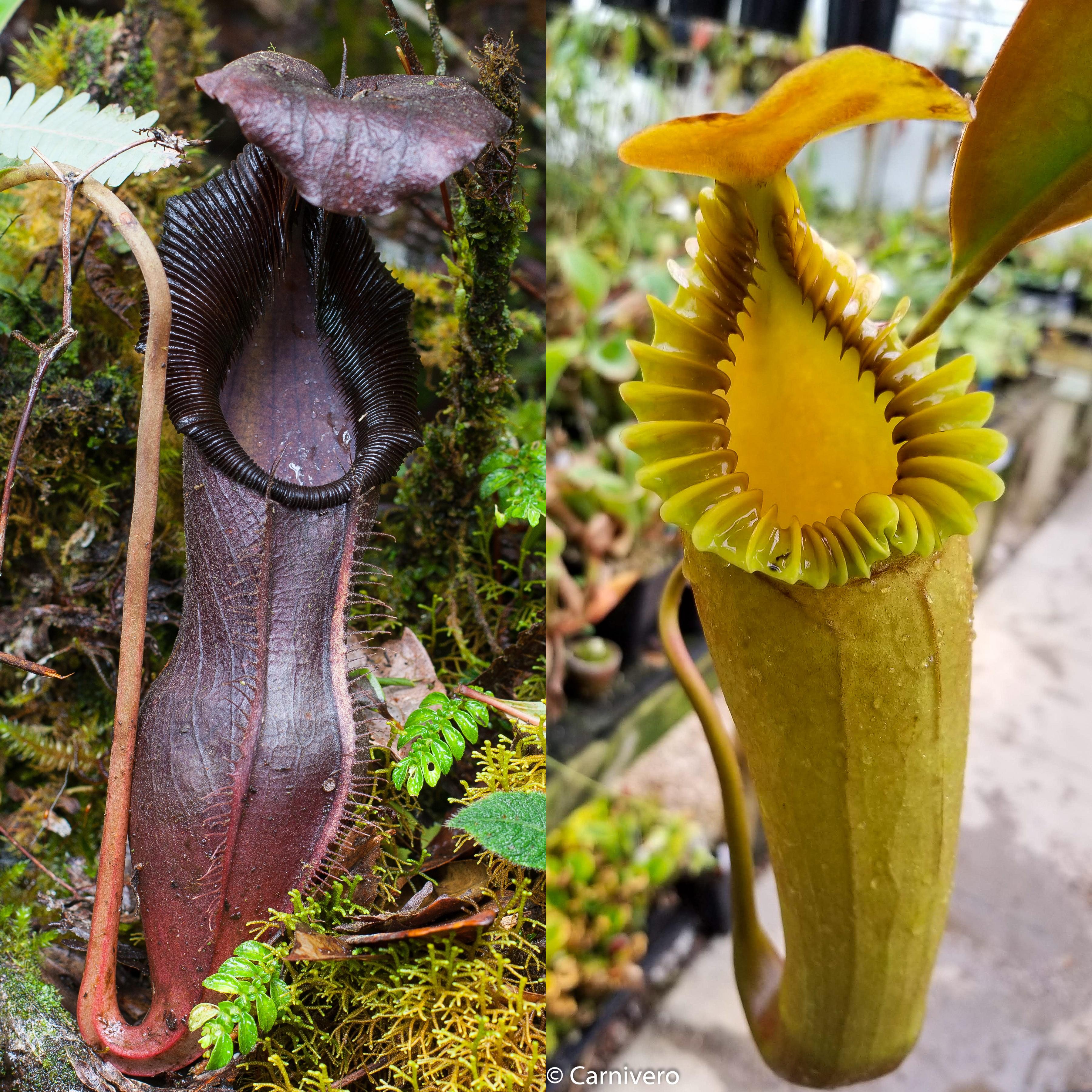 Nepenthes izumiae x edwardsiana – Carnivero