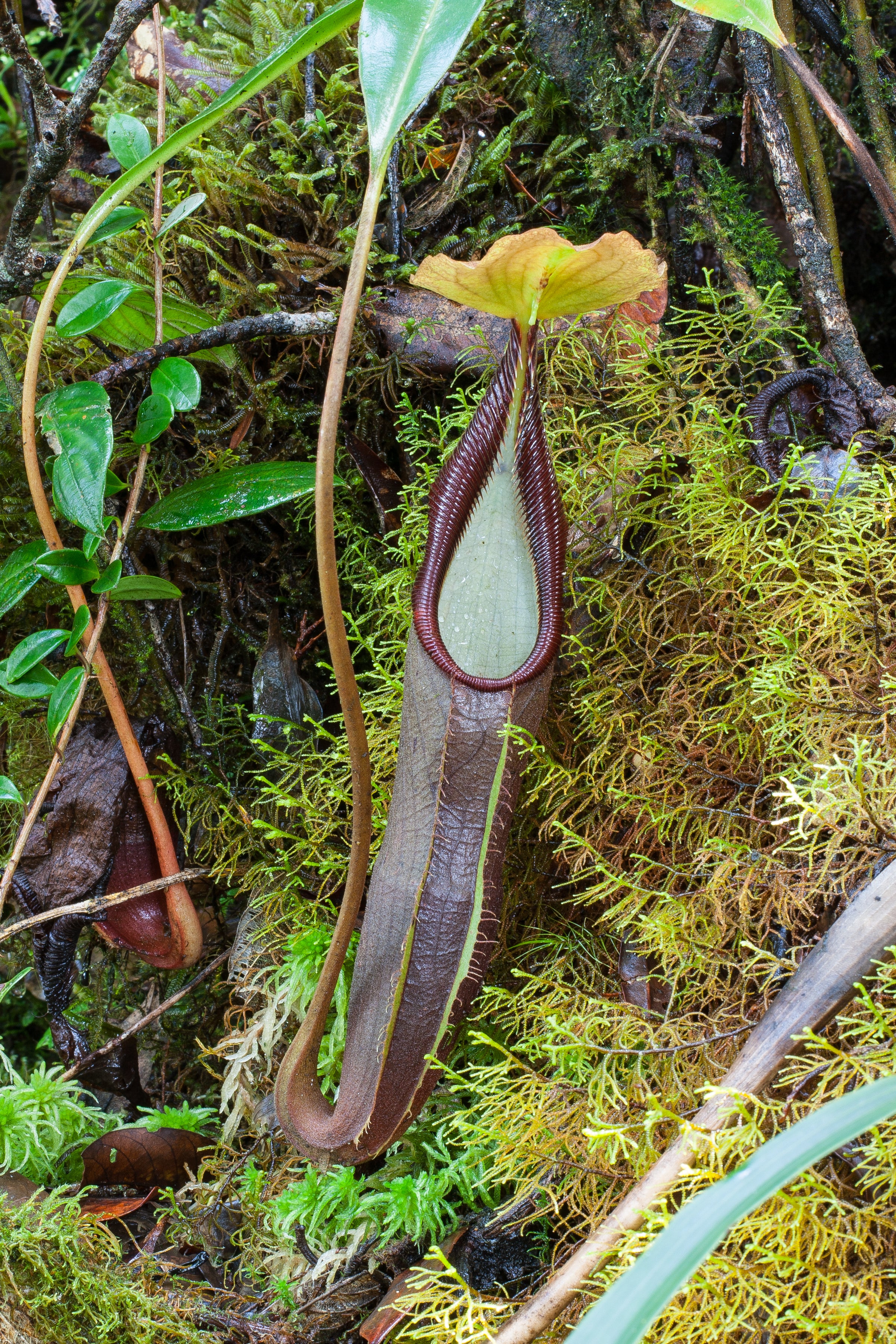 Nepenthes izumiae, BE-3925 – Carnivero