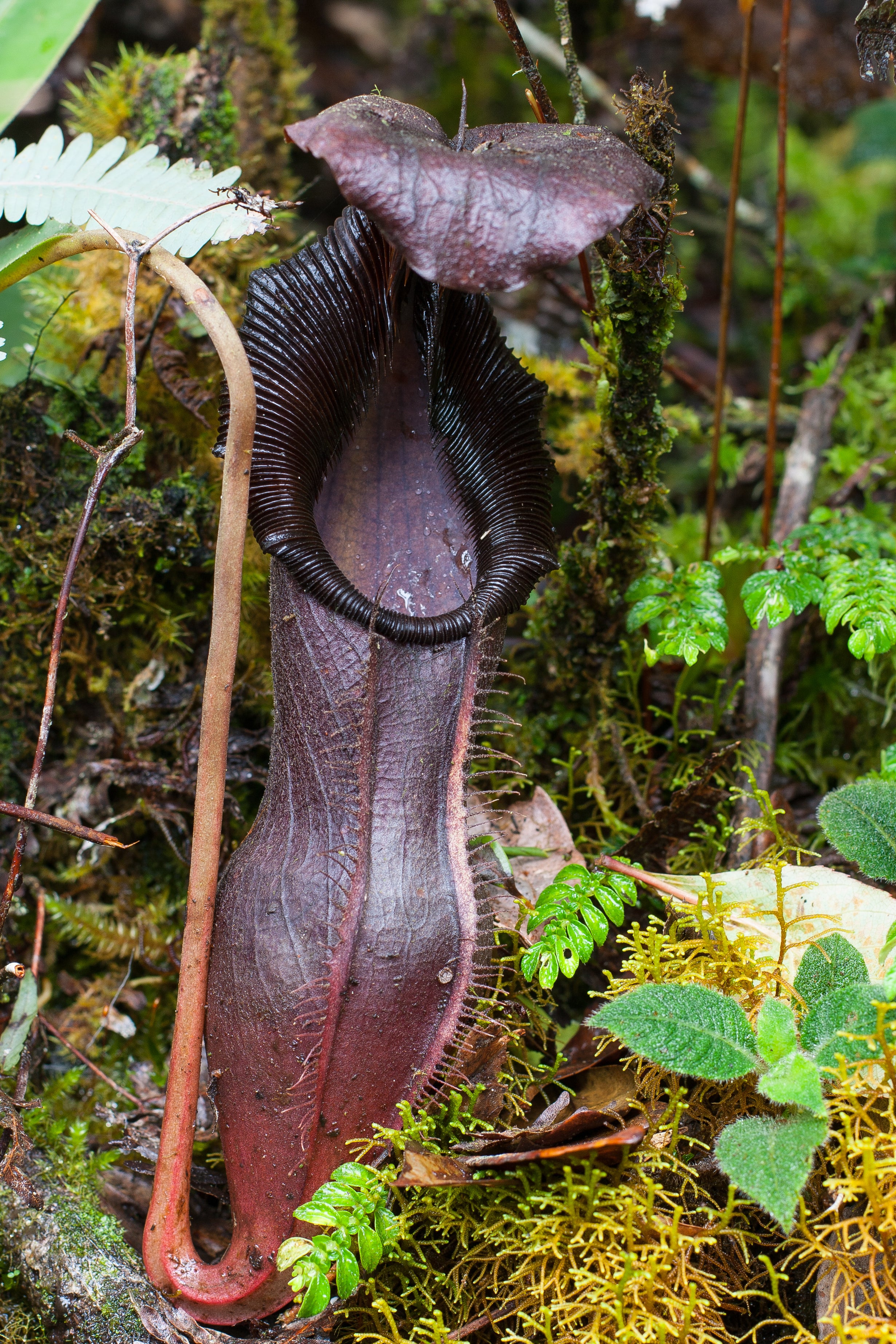 Nepenthes izumiae, BE-3925 – Carnivero