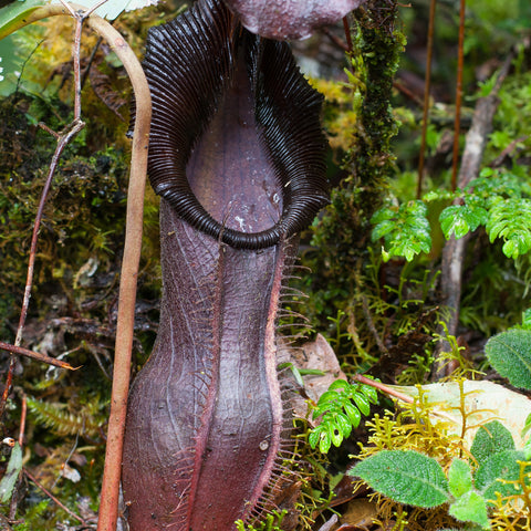 Nepenthes izumiae BE-3925 with a tall dark burgundy pitcher among moss and small ferns